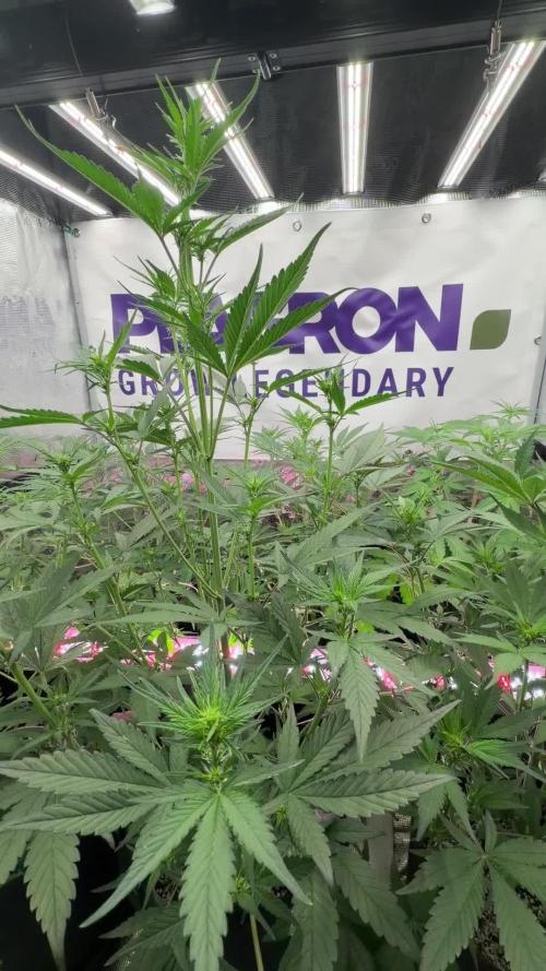 Strawberry Gorilla RF3 Auto
