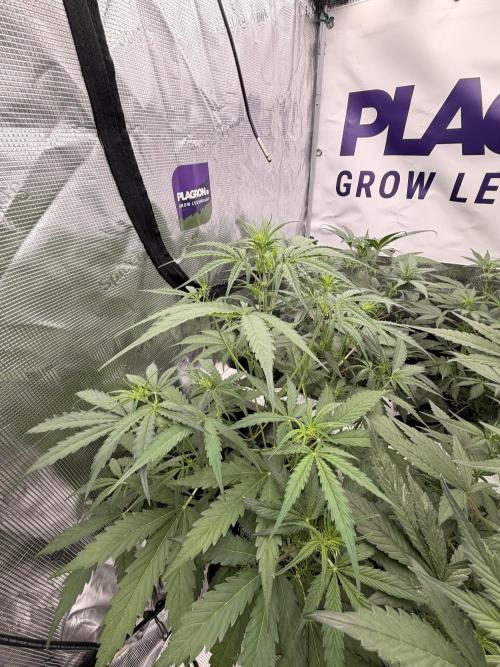 Banana Guava Auto. Week 4