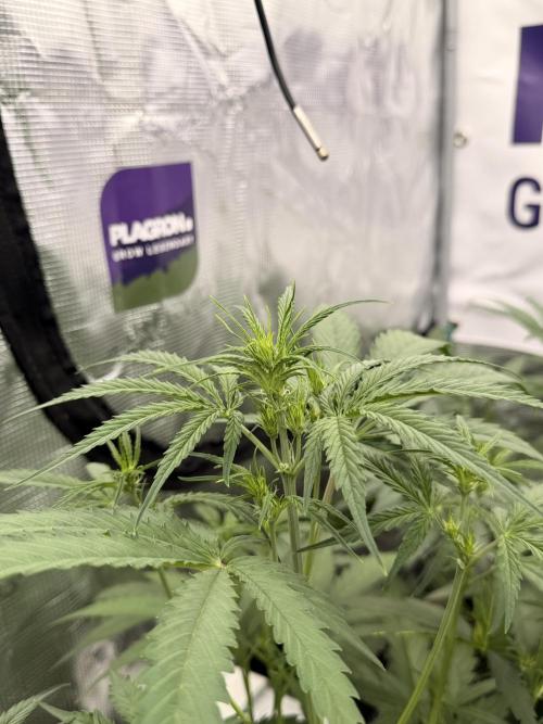 Banana Guava Auto. Week 4