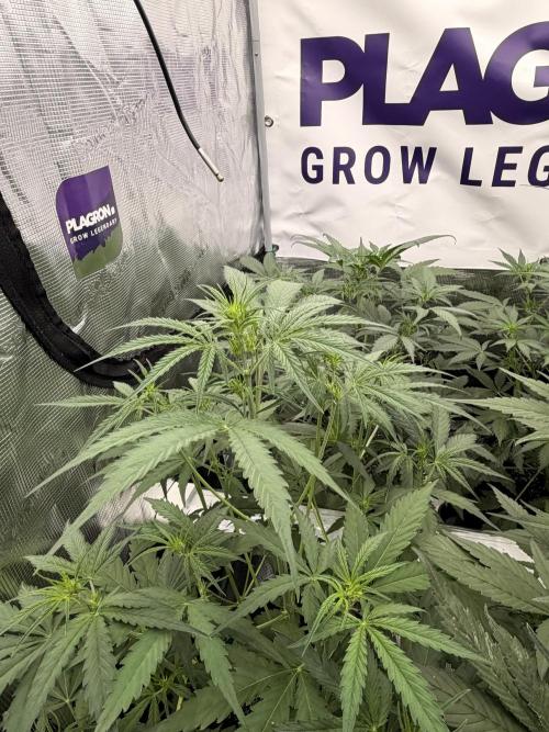 Banana Guava Auto. Week 4