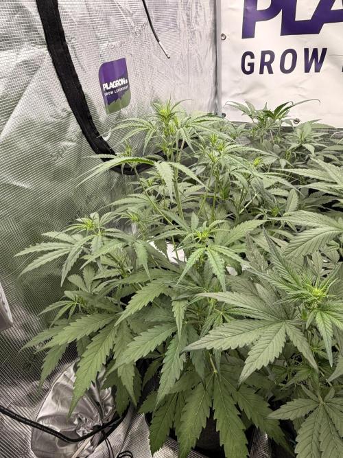 Banana Guava Auto. Week 4