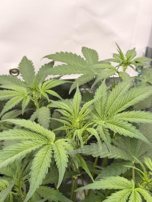 Banana Guava Auto. Week 4