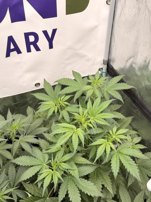 Banana Guava Auto. Week 4