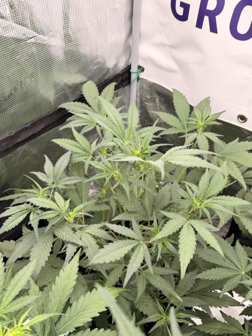 Guava Runtz Auto. Week 4