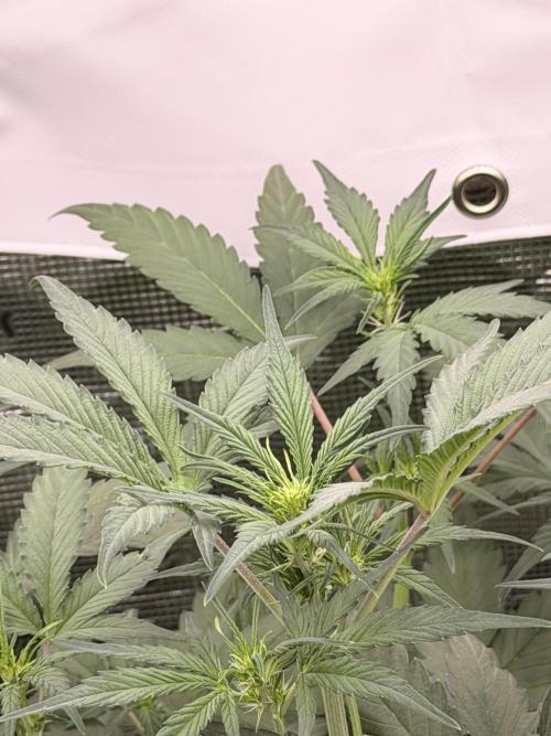 Guava Runtz Auto. Week 4