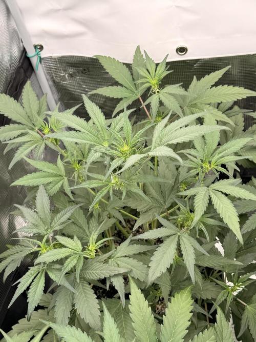 Guava Runtz Auto. Week 4