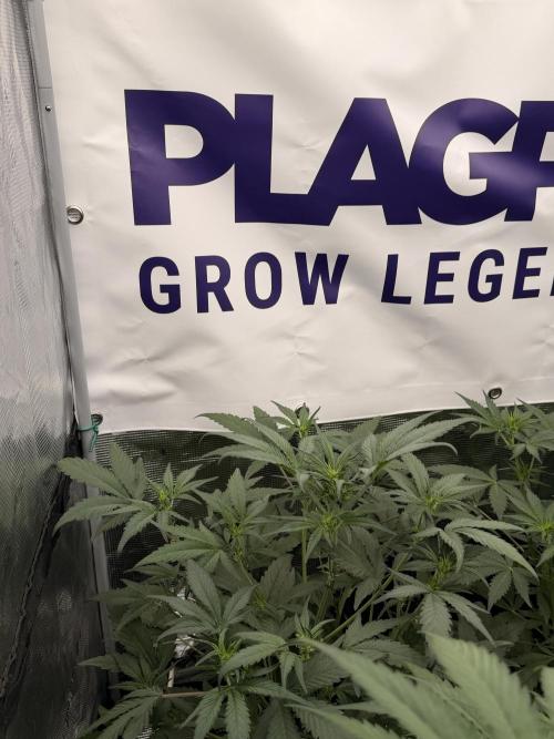 Guava Runtz Auto. Week 4