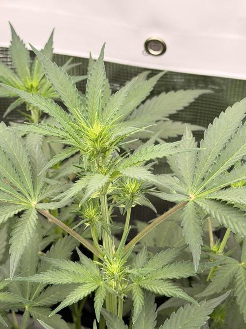 Guava Sundae Auto. Week 4