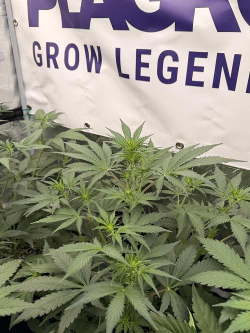 Guava Sundae Auto. Week 4
