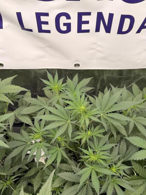 Guava Sundae Auto. Week 4