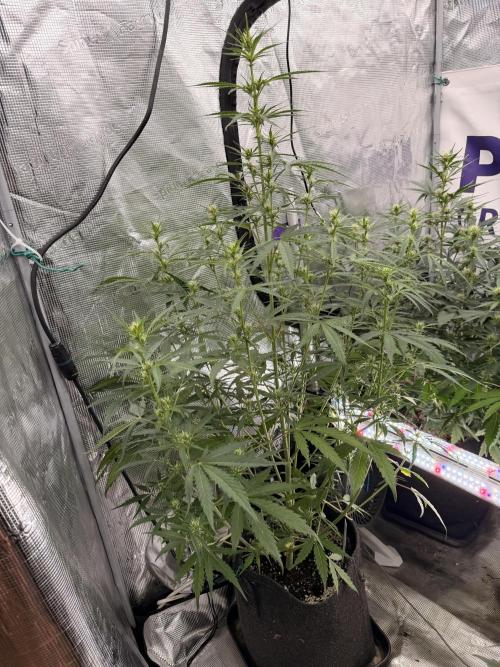 Banana Guava Auto. Week 5