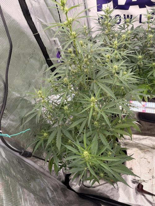 Banana Guava Auto. Week 5