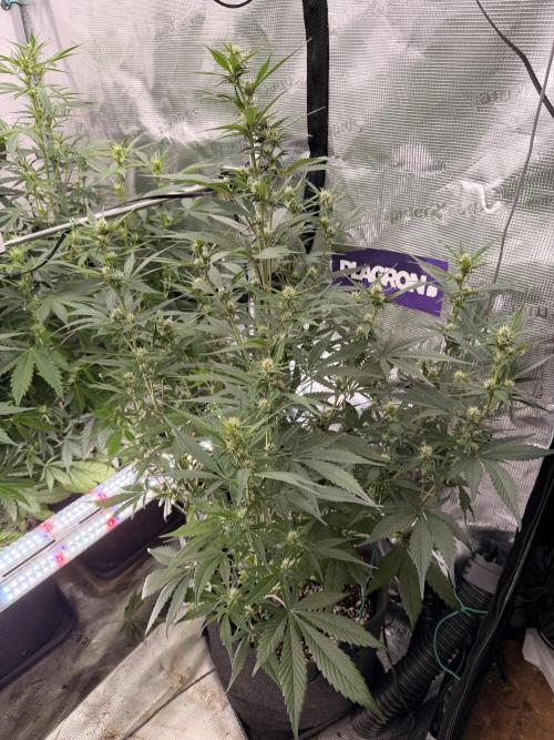Strawberry Gorilla RF3 Auto. Week 5