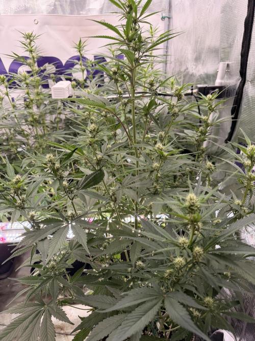 Strawberry Gorilla RF3 Auto. Week 5