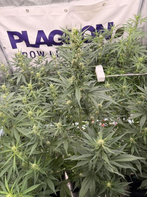 Strawberry Gorilla RF3 Auto. Week 5