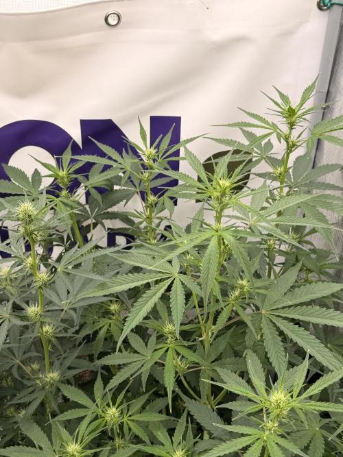 Banana Guava Auto. Week 5