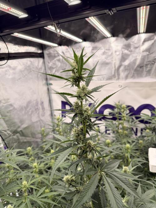Strawberry Gorilla RF3 Auto. Week 5