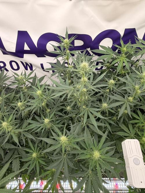 Guava Sundae Auto. Week 5