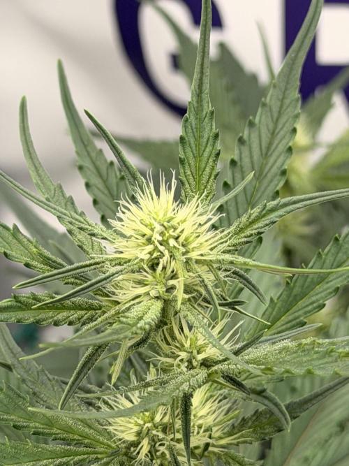 Guava Sundae Auto. Week 5