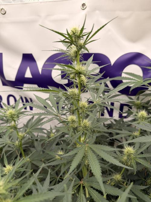 Guava Sundae Auto. Week 5