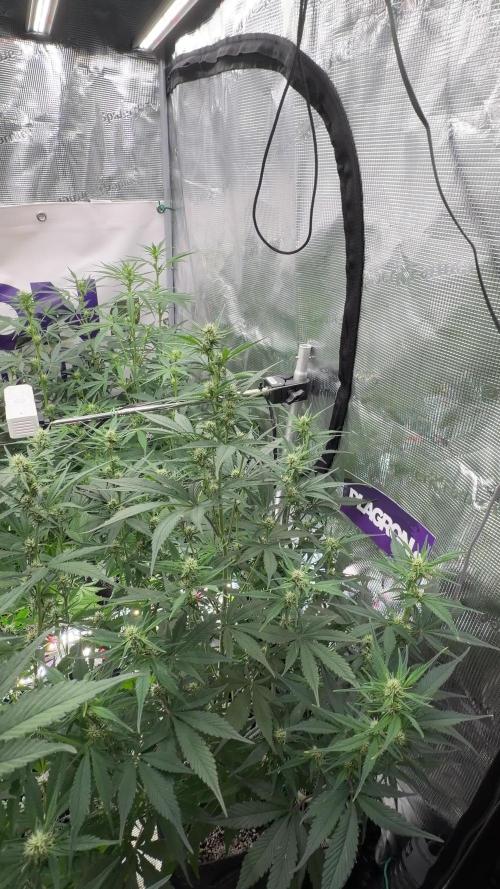 Guava Sundae Auto