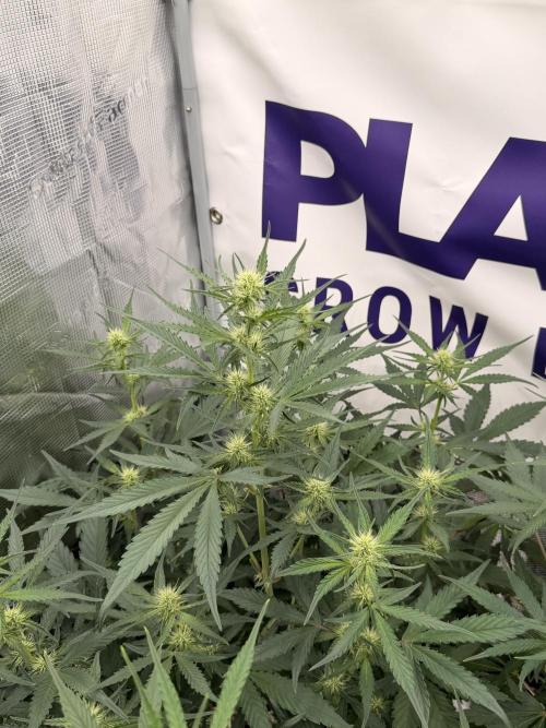 Guava Runtz Auto. Week 5