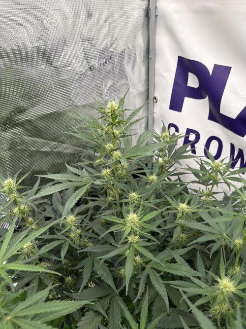 Guava Runtz Auto. Week 5