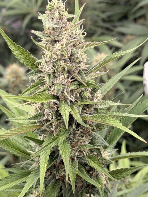 Strawberry Gorilla RF3 Auto. Week 7