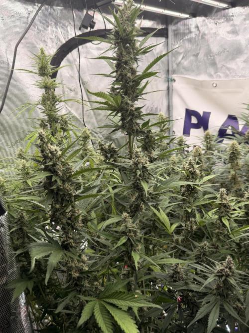 Strawberry Gorilla RF3 Auto. Week 7