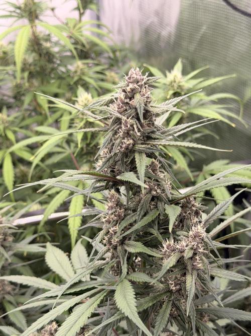 Strawberry Gorilla RF3 Auto. Week 7