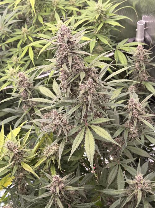 Strawberry Gorilla RF3 Auto. Week 7