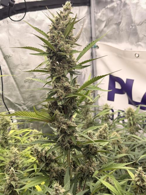 Strawberry Gorilla RF3 Auto. Week 7