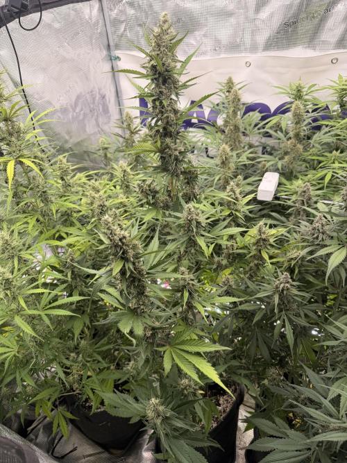 Strawberry Gorilla RF3 Auto. Week 7