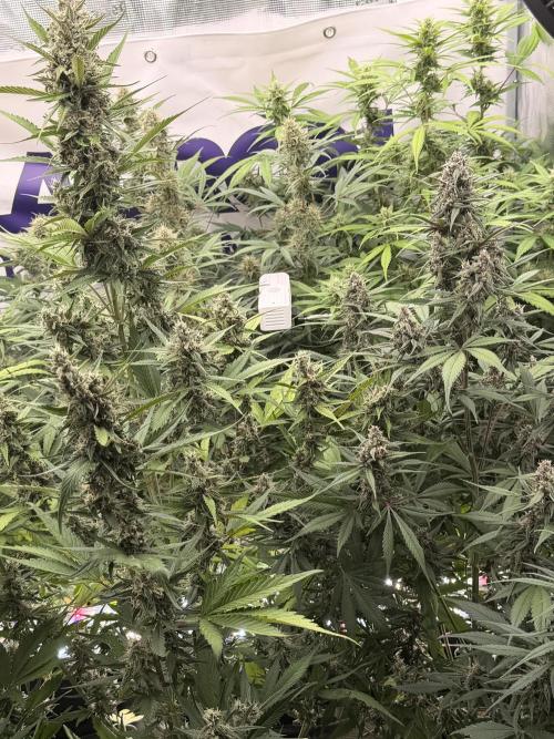 Strawberry Gorilla RF3 Auto. Week 7