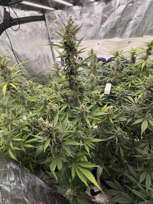 Strawberry Gorilla RF3 Auto. Week 7