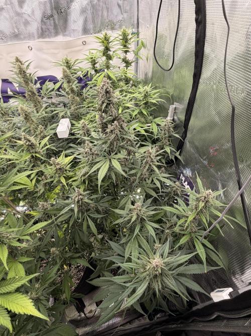Strawberry Gorilla Auto RF3. Week 7