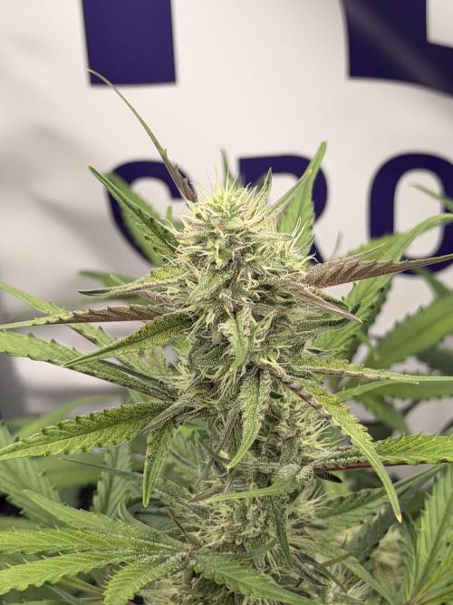 Guava Runtz Auto. Week 7
