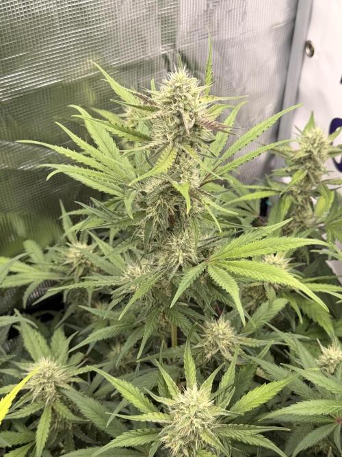 Guava Runtz Auto. Week 7