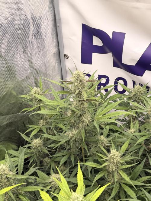 Guava Runtz Auto. Week 7