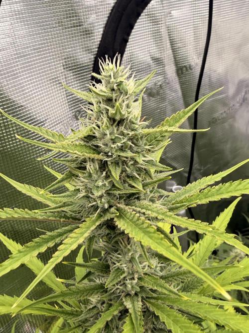 Banana Guava Auto. Week 7