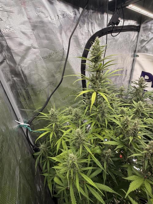 Banana Guava Auto. Week 7