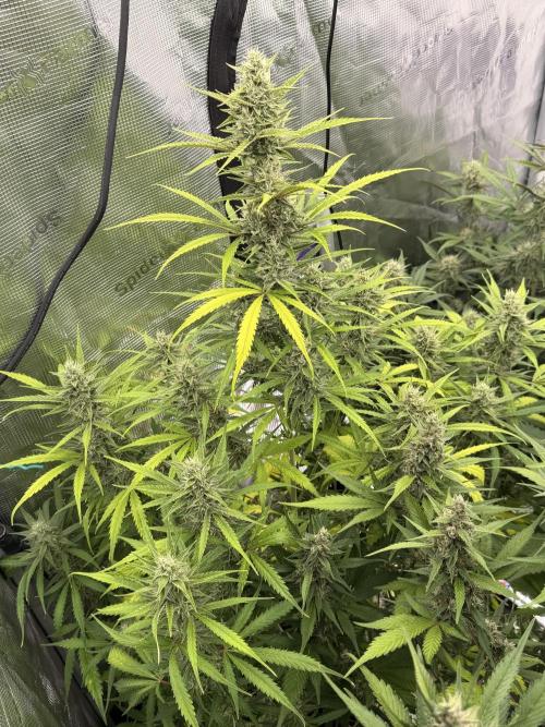 Banana Guava Auto. Week 7