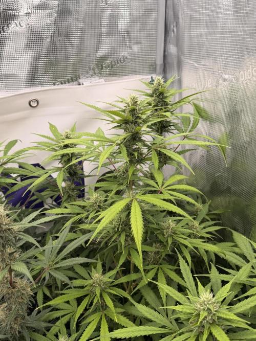 Banana Guava Auto. Week 7