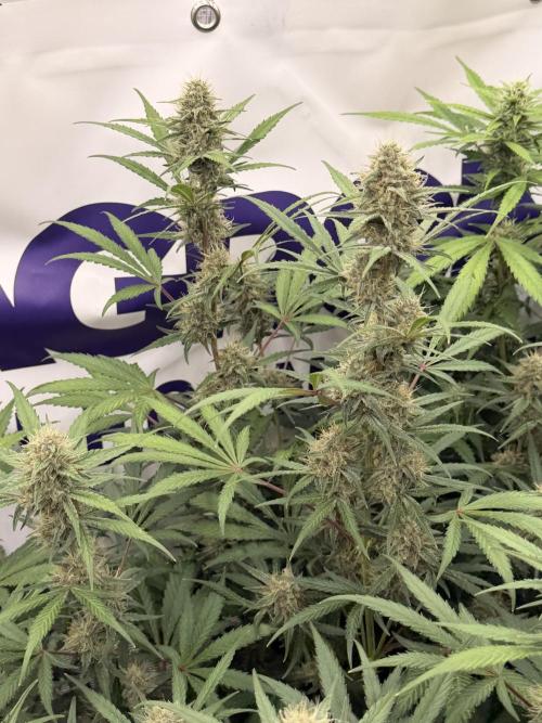 Guava Sundae Auto. Week 7