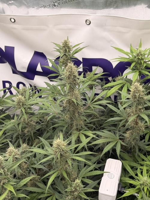 Guava Sundae Auto. Week 7