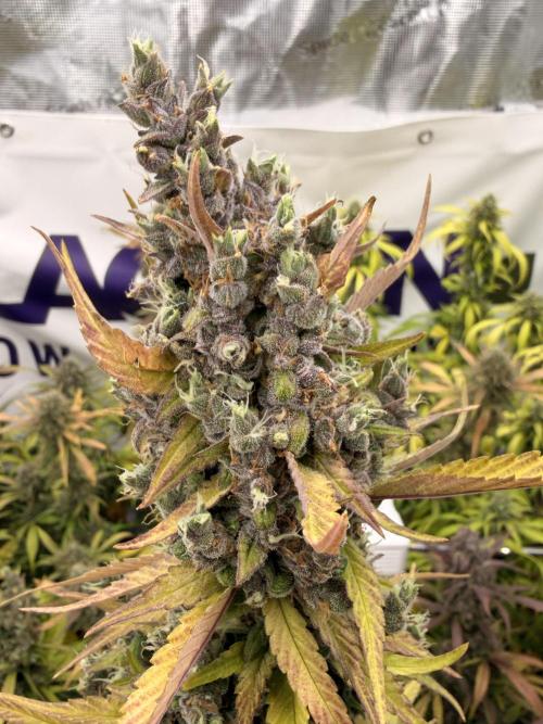 Strawberry Gorilla RF3 Auto. Week 8
