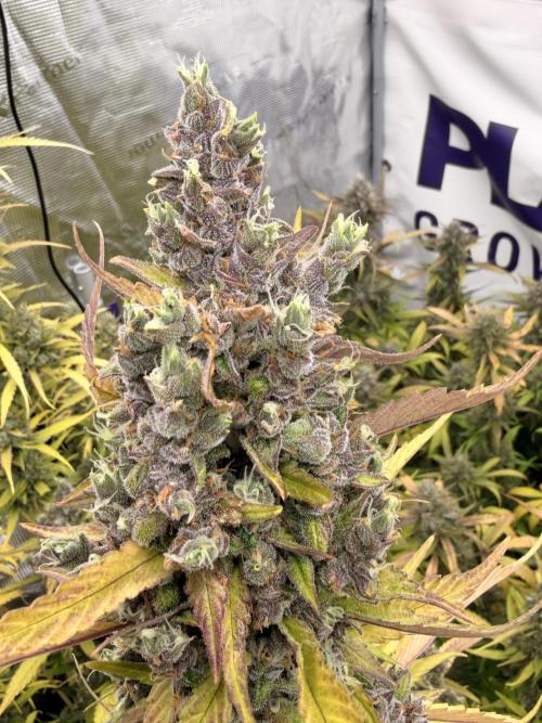 Strawberry Gorilla RF3 Auto. Week 8