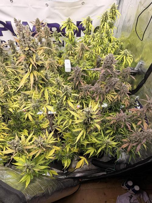 Strawberry Gorilla RF3 Auto. Week 8