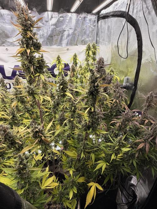 Strawberry Gorilla RF3 Auto. Week 8