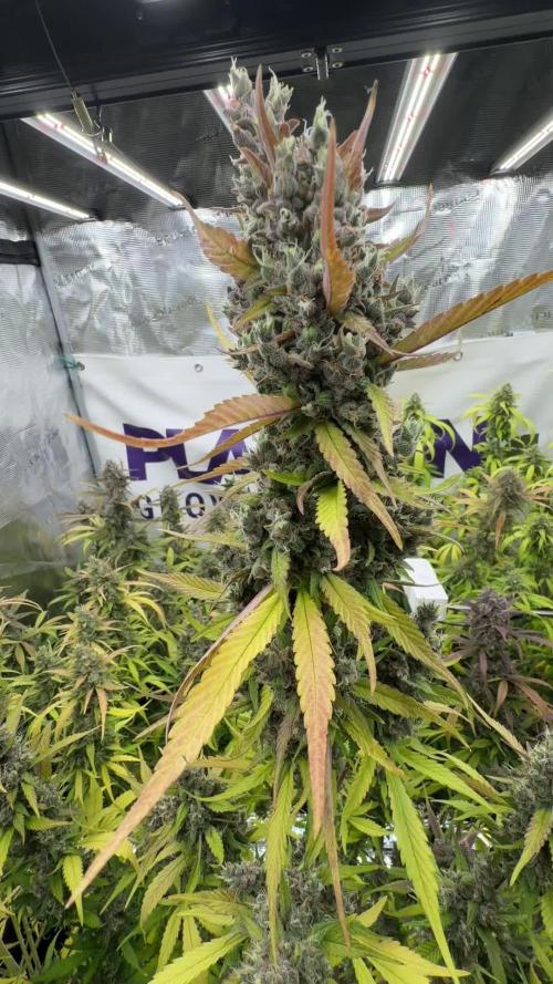 Strawberry Gorilla RF3 Auto